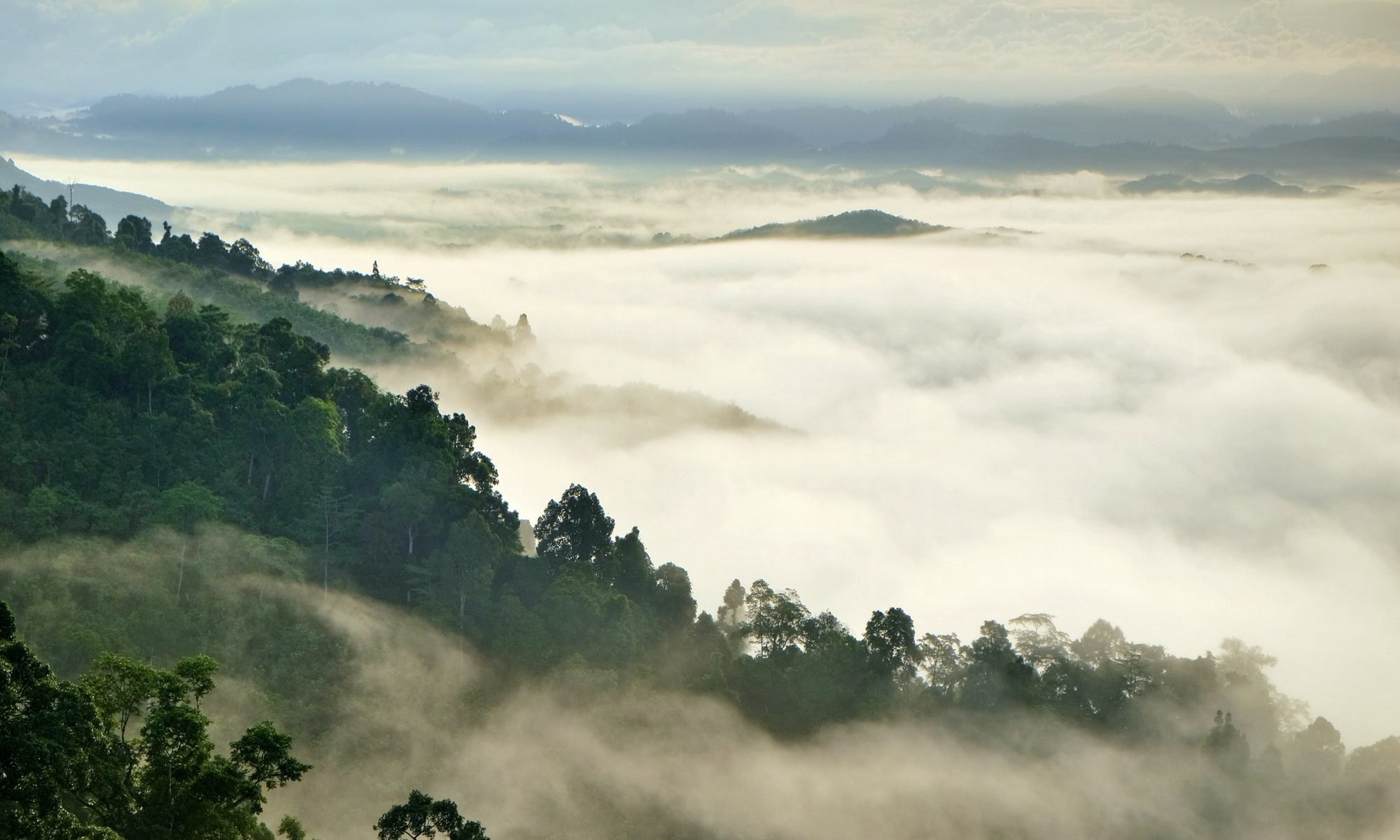 fog mountain
